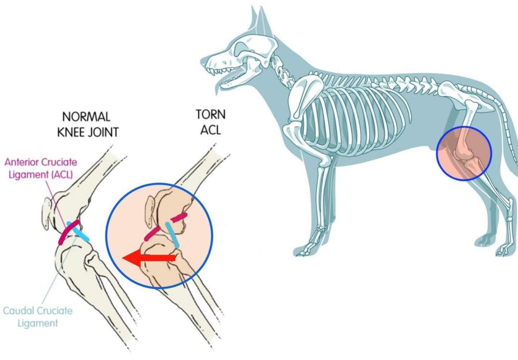 Cruciate Ligament cruciate ligament 1c
