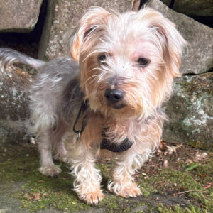 New arrivals in foster teddy 6s