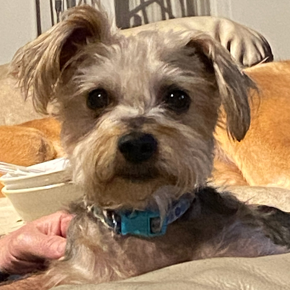 Dogs Homed teddy slide 11