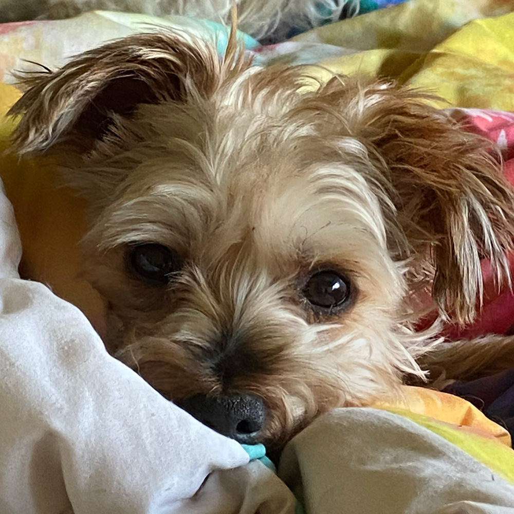 Dogs Homed teddy slide 12