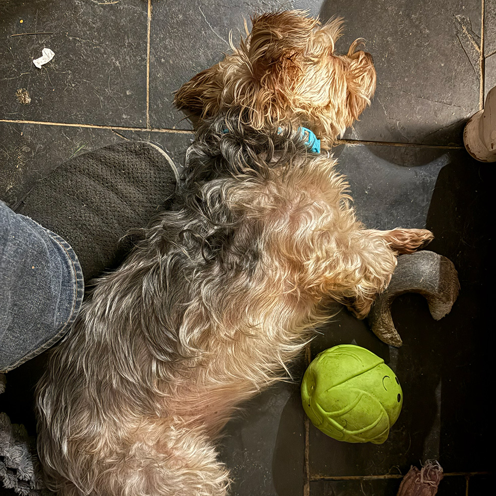 Dogs Homed teddy slide 14