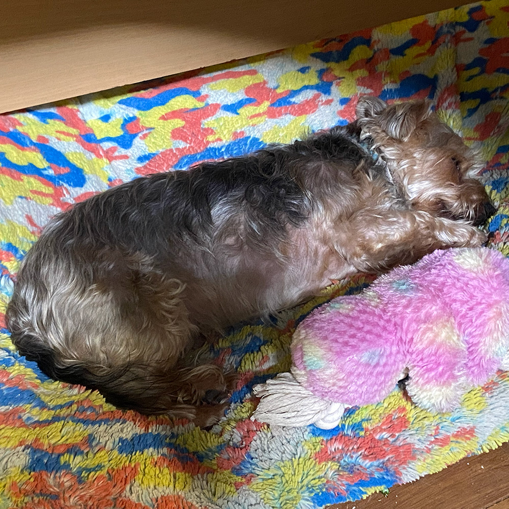 Dogs Homed teddy slide 22