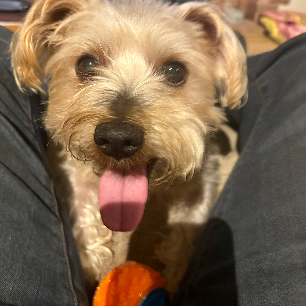 Dogs Homed teddy slide 3