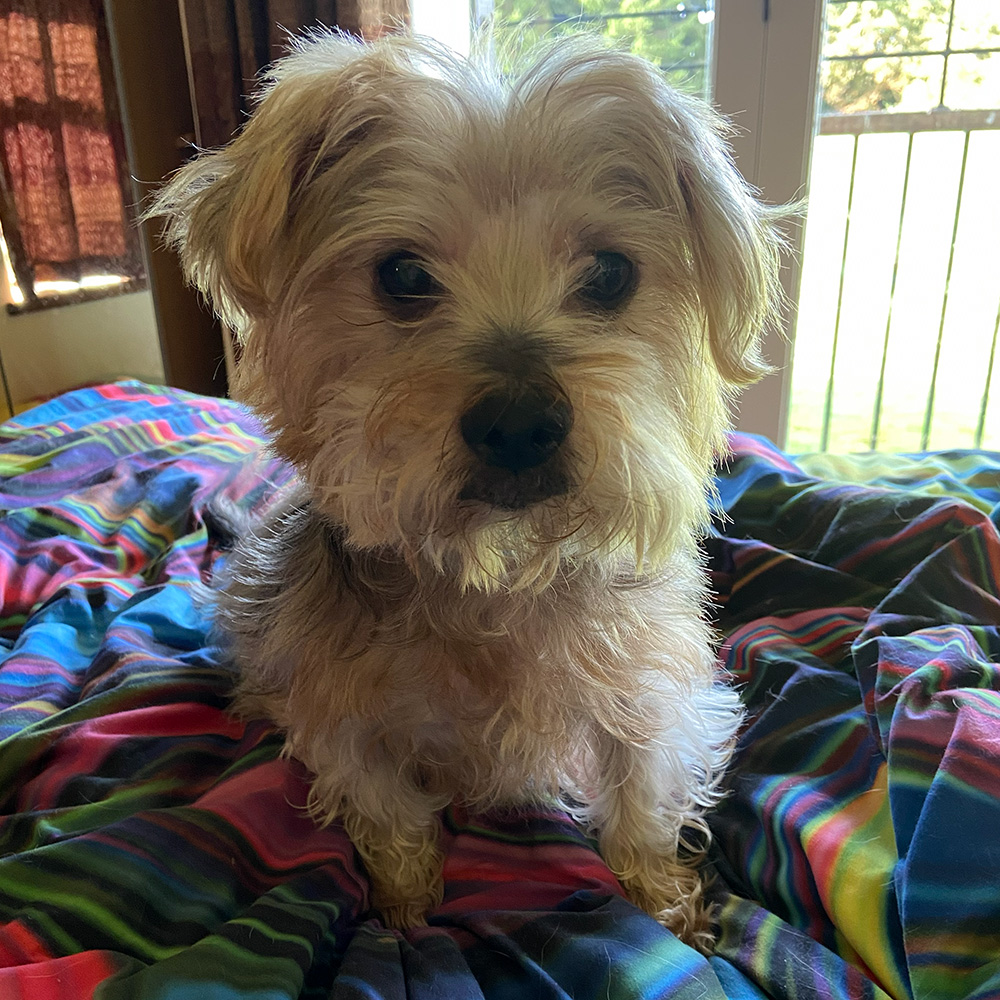 Dogs Homed teddy slide 33