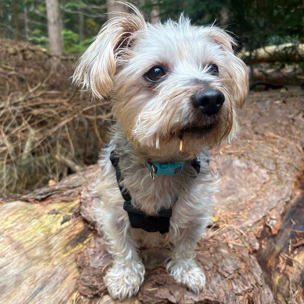 Dogs Homed teddy slide 5