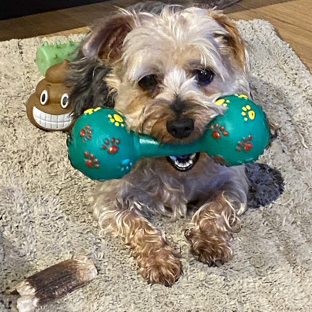 Dogs Homed teddy slide 6