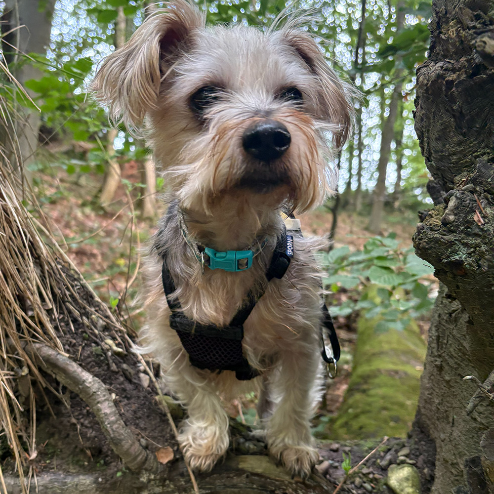 Dogs Homed teddy slide 9